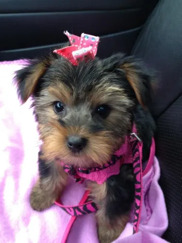 Yorkshire fêmea sua nova princesa hoje confira 