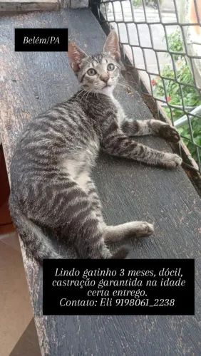 Doação Responsável Gato 3 mesas castração garantida