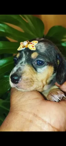 Dachshund fêmea 
