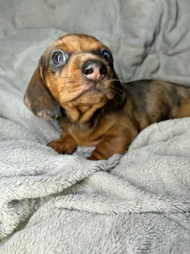 Dachshund miniatura diversas cores ?