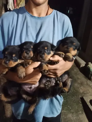 Filhotes de Rottweiler cabeça de touro macho e fêmea disponíveis para reserva 30 dias