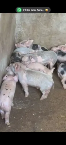 Raça piétrain fêmeas com 30 dias de vida.
