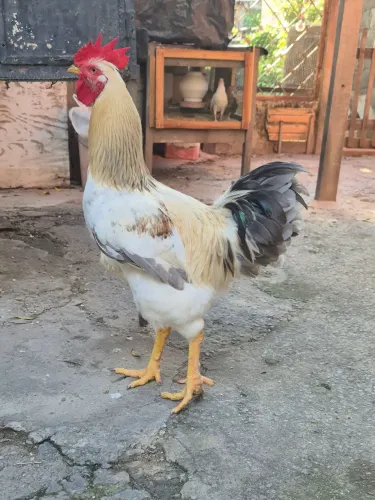Vende-se galo