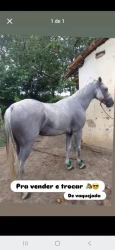 Cavalo