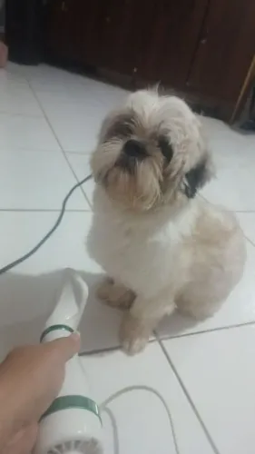 Shih Tzu macho dócil ac cartão 