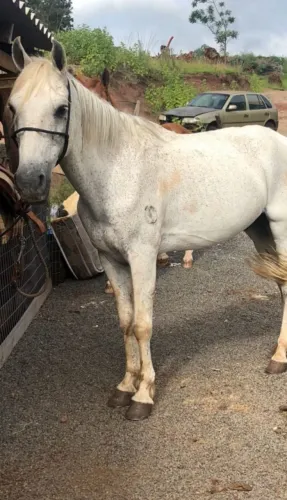 Cavalo