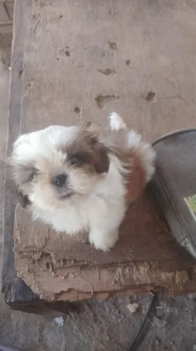 Cachorro Shitzu