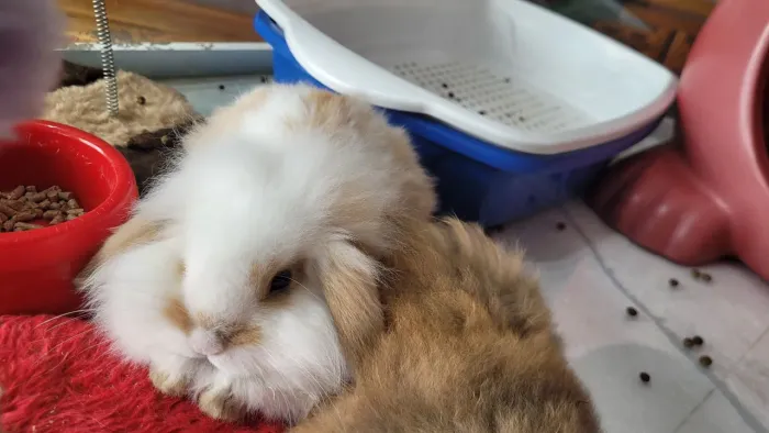 Mini Coelhos Lop-Angora