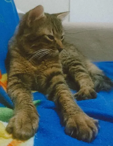 ADOÇÃO RESPONSÁVEL