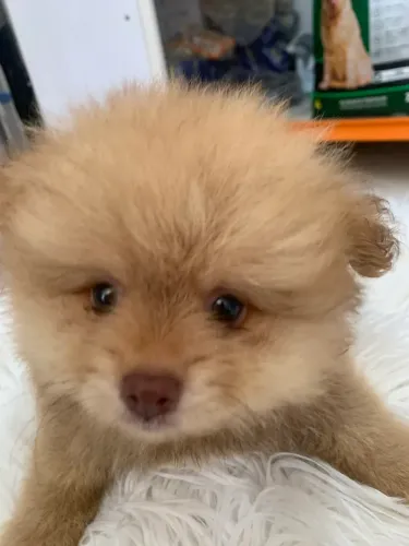 Cachorro