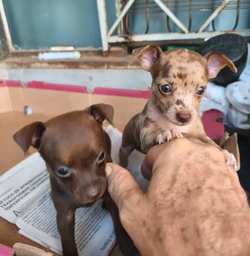 Pinscher exóticas fêmeas disponíveis