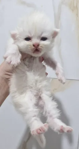 Gato persa