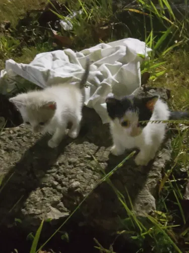 Gatinhos para doação, achei eles hoje, não consegui pegá-los ainda.