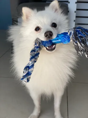 Spitz alemão para CRUZA
