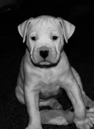 Dogo Argentino