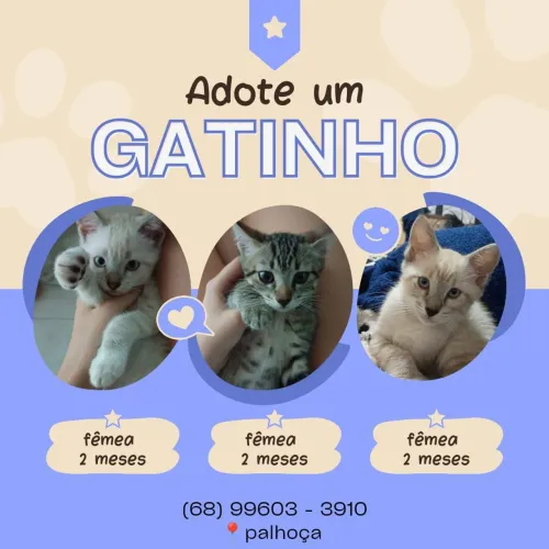 Gatinhos para adoção! Adoção responsável 