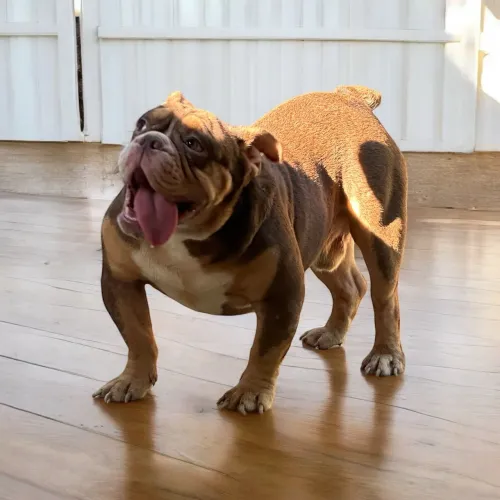 Bulldog inglês para cruza 