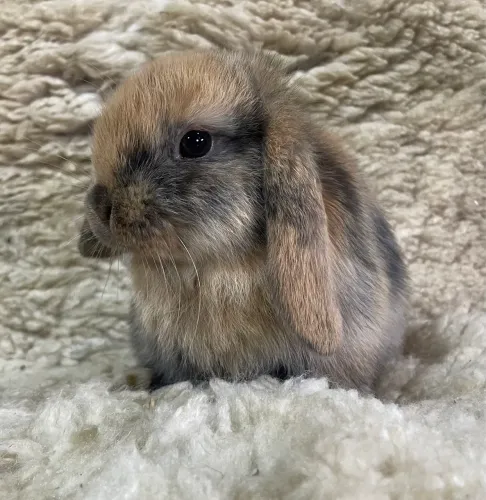 Mini Coelhos Lop