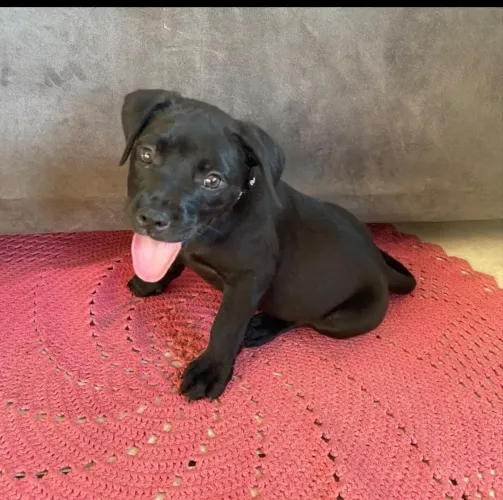 Filhote Goldenbully