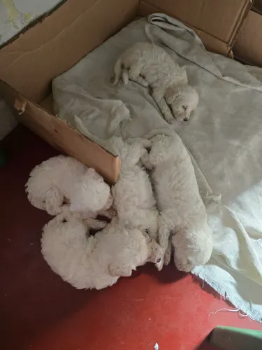 Estou vendendo lindos filhotes de poodle ? número 1 entereçados * 