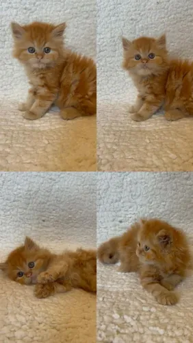 Gato persa Dolly face