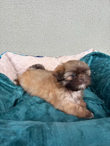 Filhote de Shih tzu macho fígado 