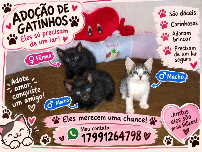 Gatinhos doação