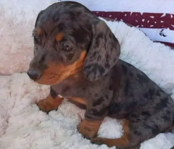 Daschshund cores incriveis ja disponiveis