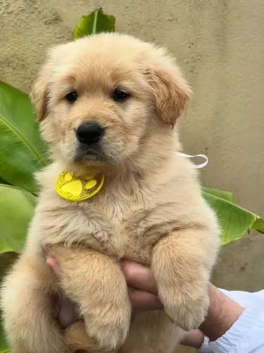 Golden bem fofo, também temos Fêmea