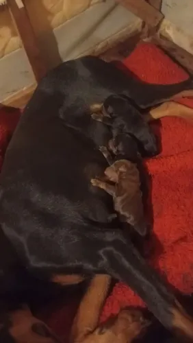 Lindos filhotes de dobermam disponível