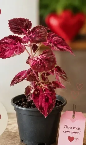 Planta presente dia dos namorados 