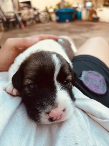 Cachorra fêmea