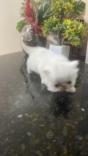 GATO PERSA BRANCO MACHO CARUARU