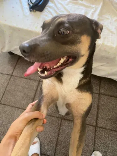 Cachorro pra adoção 