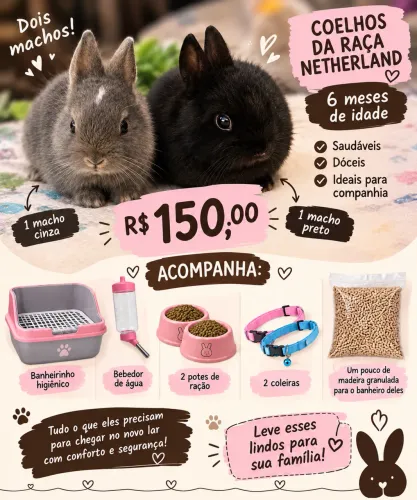 Coelho netherland