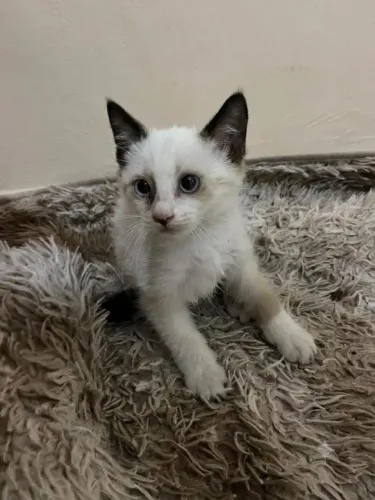 Gatinhos fofos