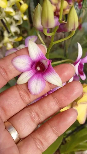 Orquídea 