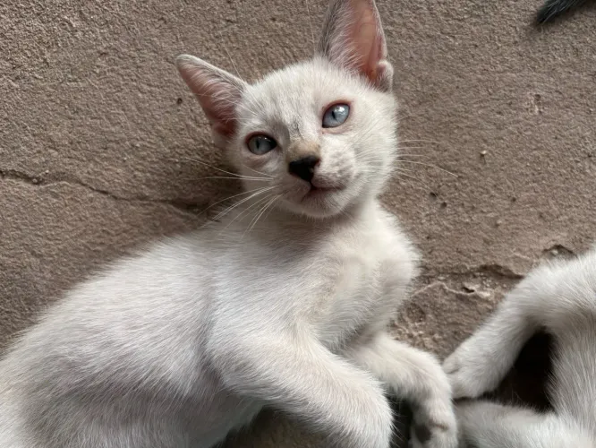 DOAÇÃO DE GATINHOS MACHOS