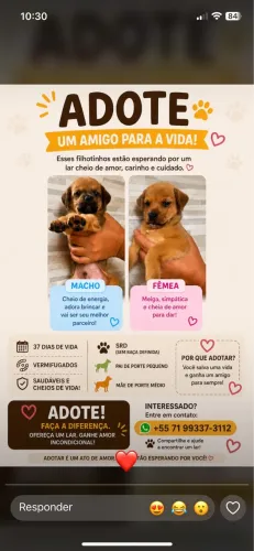 Filhotes para adoção