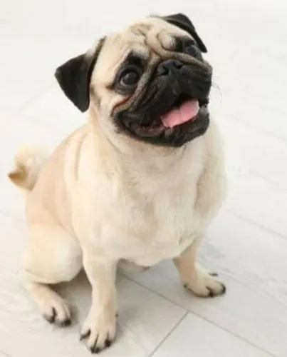 Pug fêmea disponível 650$