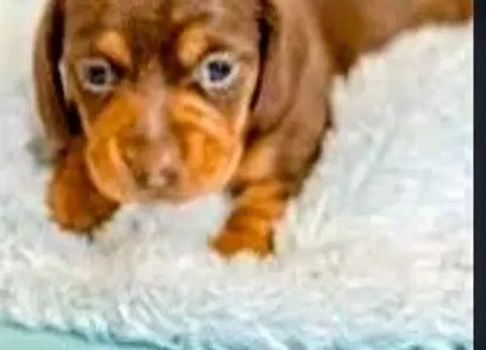 Basset dachshund fêmea 