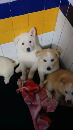 Husky com Malamute