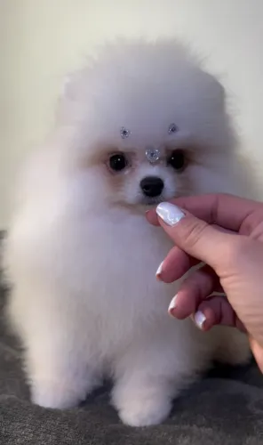 Doação de Lulu da Pomerânia