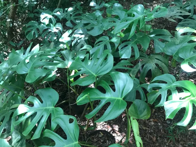 Monstera Deliciosa - Mudas de alta qualidade