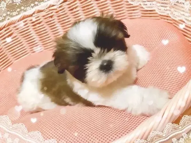 Shih Tzu fofo demais pra lidar 