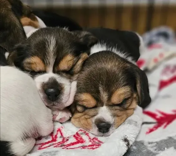 Filhote Beagle, Seu novo amigo fiel está esperando por você!