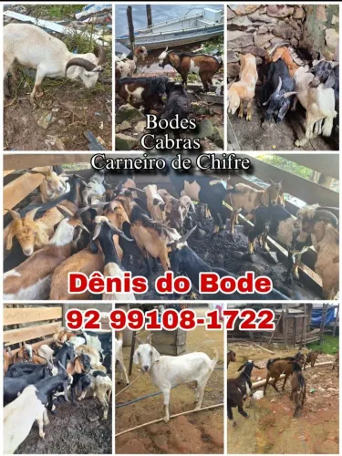 Bode e cabra