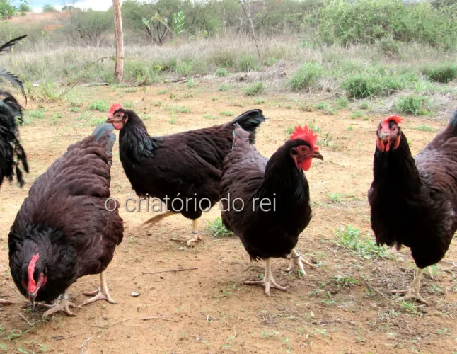 Ovos Férteis e Aves Disponíveis 