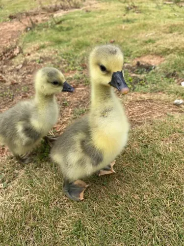 Filhote de ganso africano sinaleiro