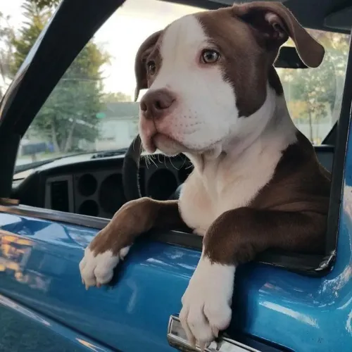 Filhotes Pittbull segurança e proteção garantida